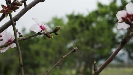 Slow-motion-casual-young-girl-closeup-smelling-blooming-pink-white-flower-blossom-fragrance