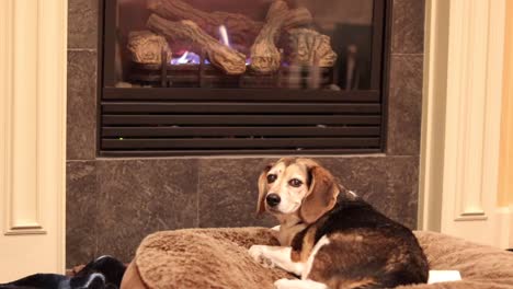 El-Perro-Beagle-Descansando-Durmiendo-Junto-A-Un-Fuego-Cómodo-Se-Despierta-Y-Está-Concentrado-Y-Atento