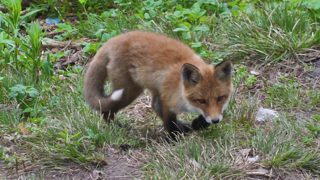 lindo cachorro de zorro rojo se para en la hierba y mira a la cámara