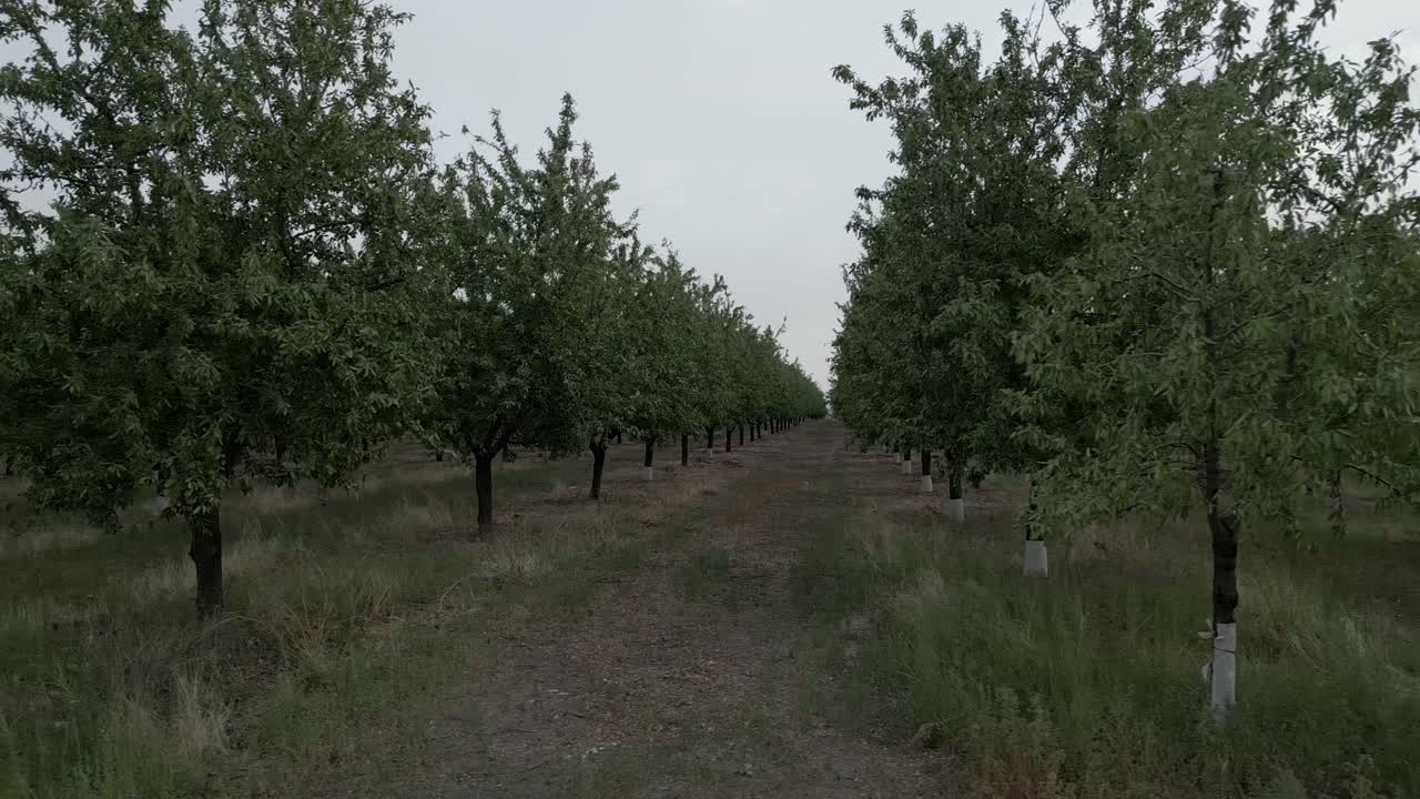 Aerial dolly right of almond tree plantation, Tarrega, Spain