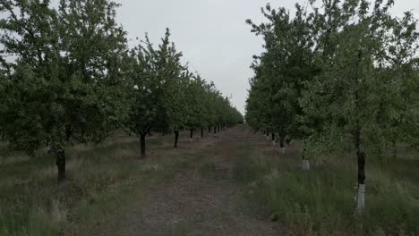 Aerial-dolly-right-of-almond-tree-plantation,-Tarrega,-Spain