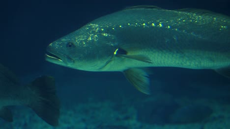 Peces-Nadando-En-Un-Tanque