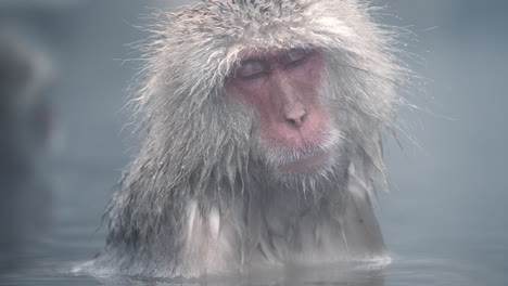 snow monkeys relaxing in a hot spring at jigokudani monkey park in nagano, japan