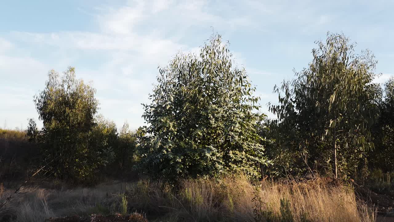 Primo piano di alcuni campi aridi con gruppi di alberi di eucalipto, che formano un paesaggio sereno dove semplicità, luce e movimento naturale sono protagonisti.
