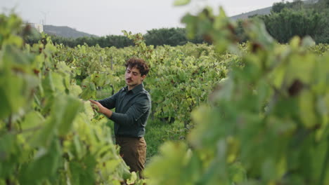 especialista en viñedos comprobando el arbusto de uva inspeccionando la plantación durante la cosecha.