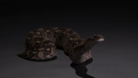 Snake---Puff-Adder-Venomous-serpent---curiously-sticking-tongue-out-and-opening-mouth---wide-shot