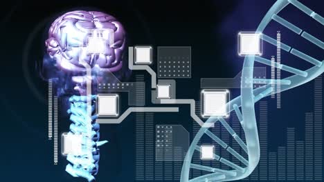 Animation-Der-Datenverarbeitung-Und-Des-Gehirns-über-Dem-DNA-Strang