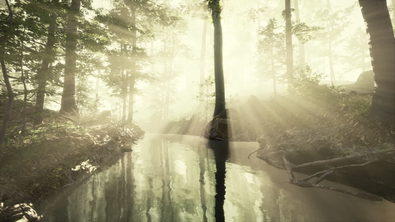 신비로운 숲의 어두운 연못