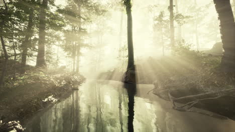 dark pond in mysterious forest