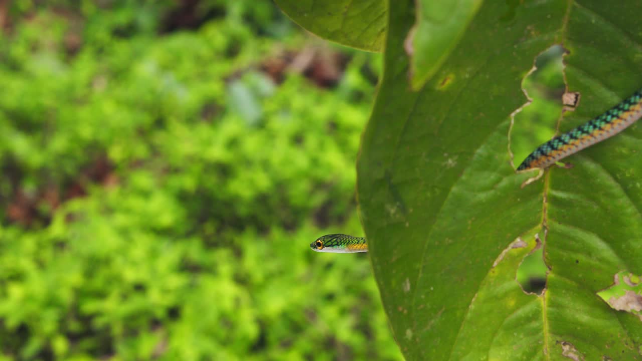 In Peru’s Amazon, a vibrant green parrot snake slithers across through the leaves with agile precision.