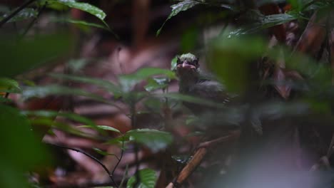 a fledgling in the thick of the forest ground calling its parent to come to feed, common green magpie, cissa chinensis, fledgling, kaeng krachan national park, unesco world heritage, thailand.