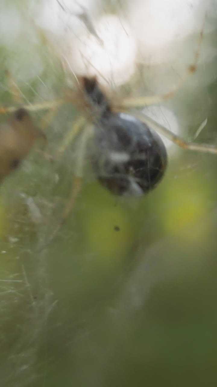 Spider with round belly crawls hanging on thin web swaying in summer forest slow motion. Probe lens shot of wild fauna representative macro