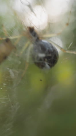 spider with round belly crawls hanging on thin web swaying in summer forest slow motion. probe lens shot of wild fauna representative macro