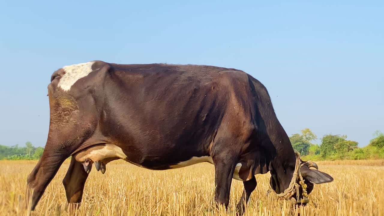 una vaca marrón embarazada pastando parada en un campo en bangladesh con árboles en el fondo