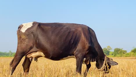 a grazing pregnant brown cow standing in a field in bangladesh with trees in the background