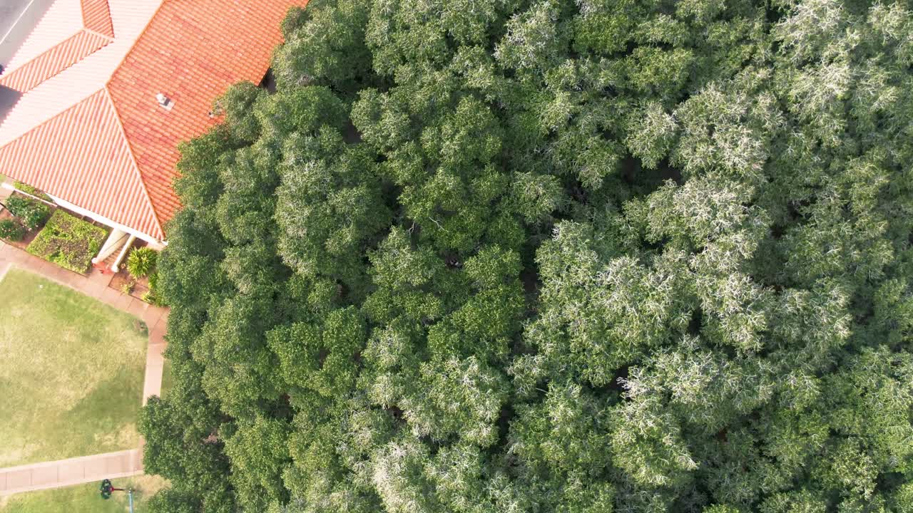 aerial en ascenso del árbol de banyan más grande de estados unidos en lahaina en maui, hawai