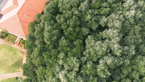 Rising-aerial-of-USA’s-largest-Banyan-tree-in-Lahaina-on-Maui,-Hawaii