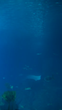 graceful rays and fish swimming in the deep blue ocean
