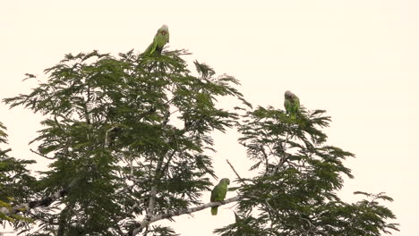 un pequeño grupo de loros amazónicos rojos se sienta en la parte superior del árbol tomando el sol y acicalándose en las primeras horas de la mañana en el bosque de panamá