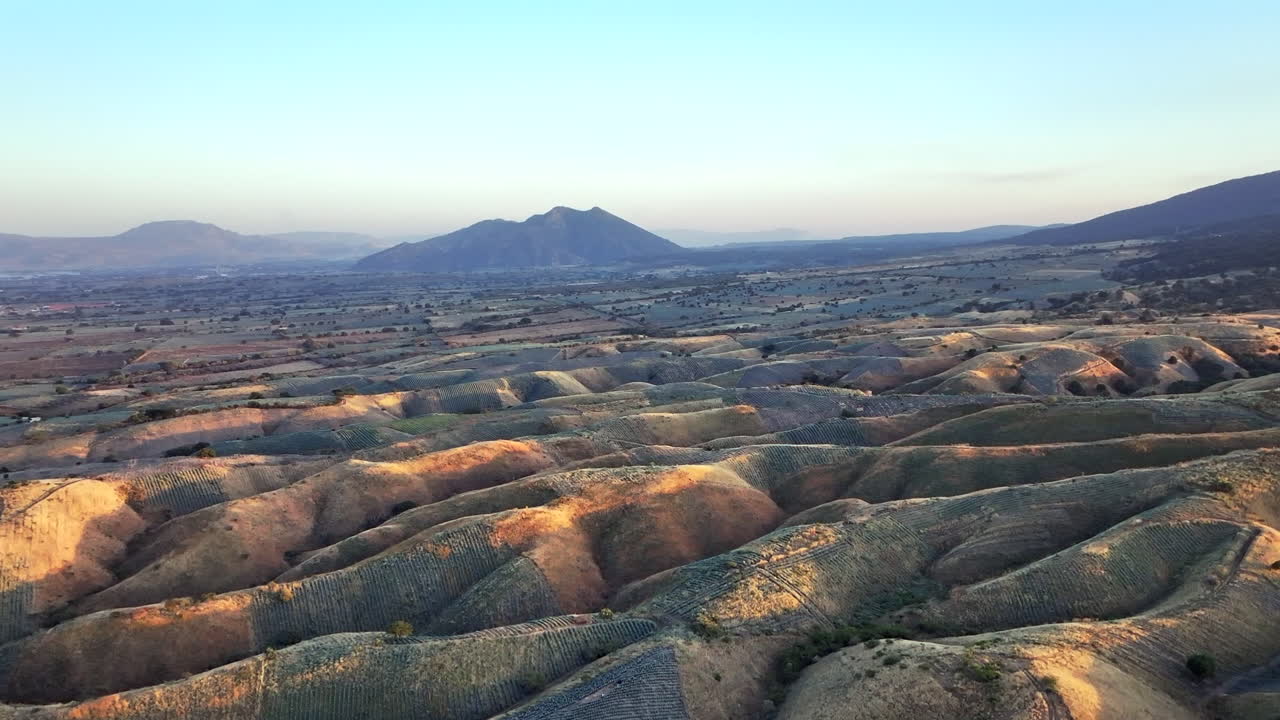 Golden hills at sunset with fields in Tequila, Jalisco, Mexico, captured from above