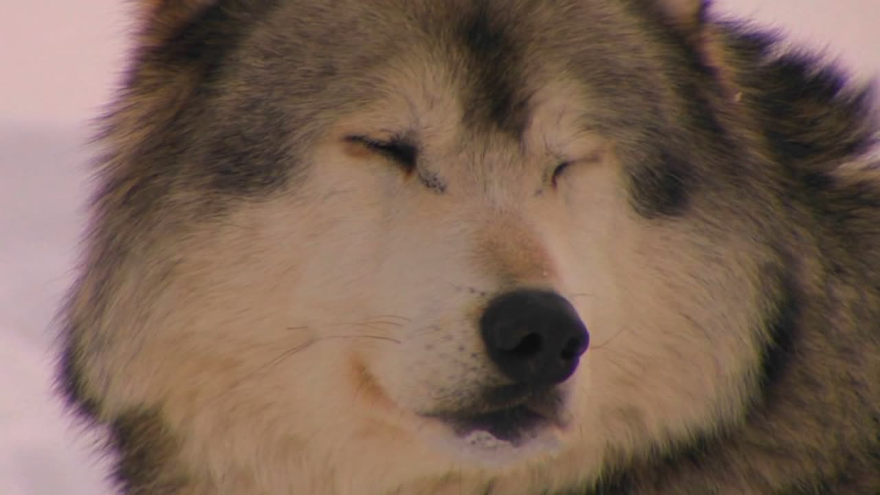 카메라를 그리워하는 늑대