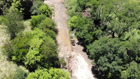 Aerial-shot-of-two-horses-drinking-water-of-a-river-surrounded-by-forest