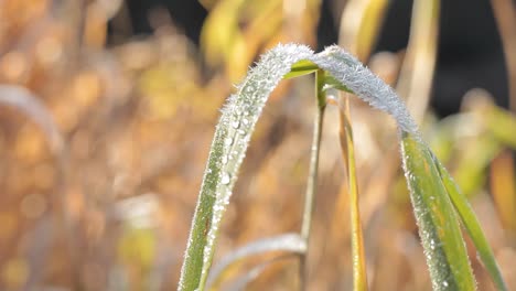 Erster-Frost-Am-Frühen-Wintertag-Auf-Gras