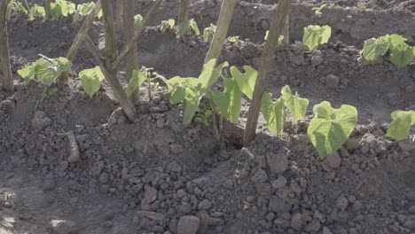 bean plants growing in cultivated soil with stick support, pan left view