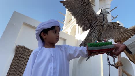 arab child in traditional outfit kandura with big falcon on his hand