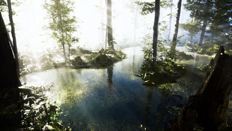 sunlight filtering through trees above a tranquil forest pond at dawn