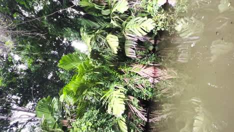 vertical of boat cruising the tortuguero river in costa rica central america