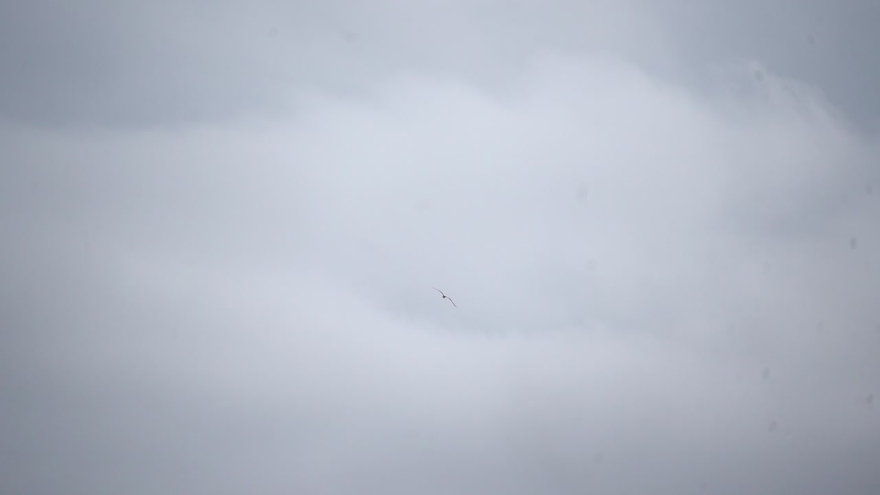 하늘을 날아다니는 새