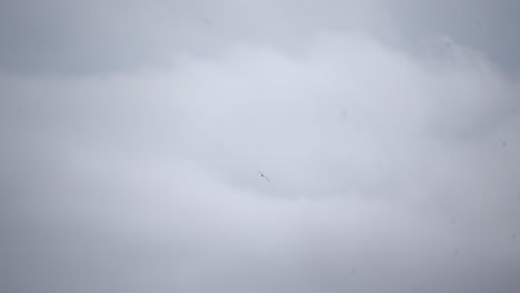 pájaro volando en el cielo