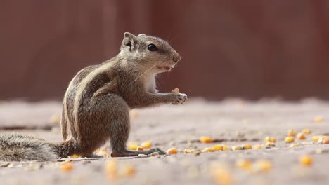 la ardilla de palma india o la ardilla de palma de tres rayas (funambulus palmarum) es una especie de roedor de la familia sciuridae que se encuentra naturalmente en la india (sur de las vindhyas) y sri lanka.