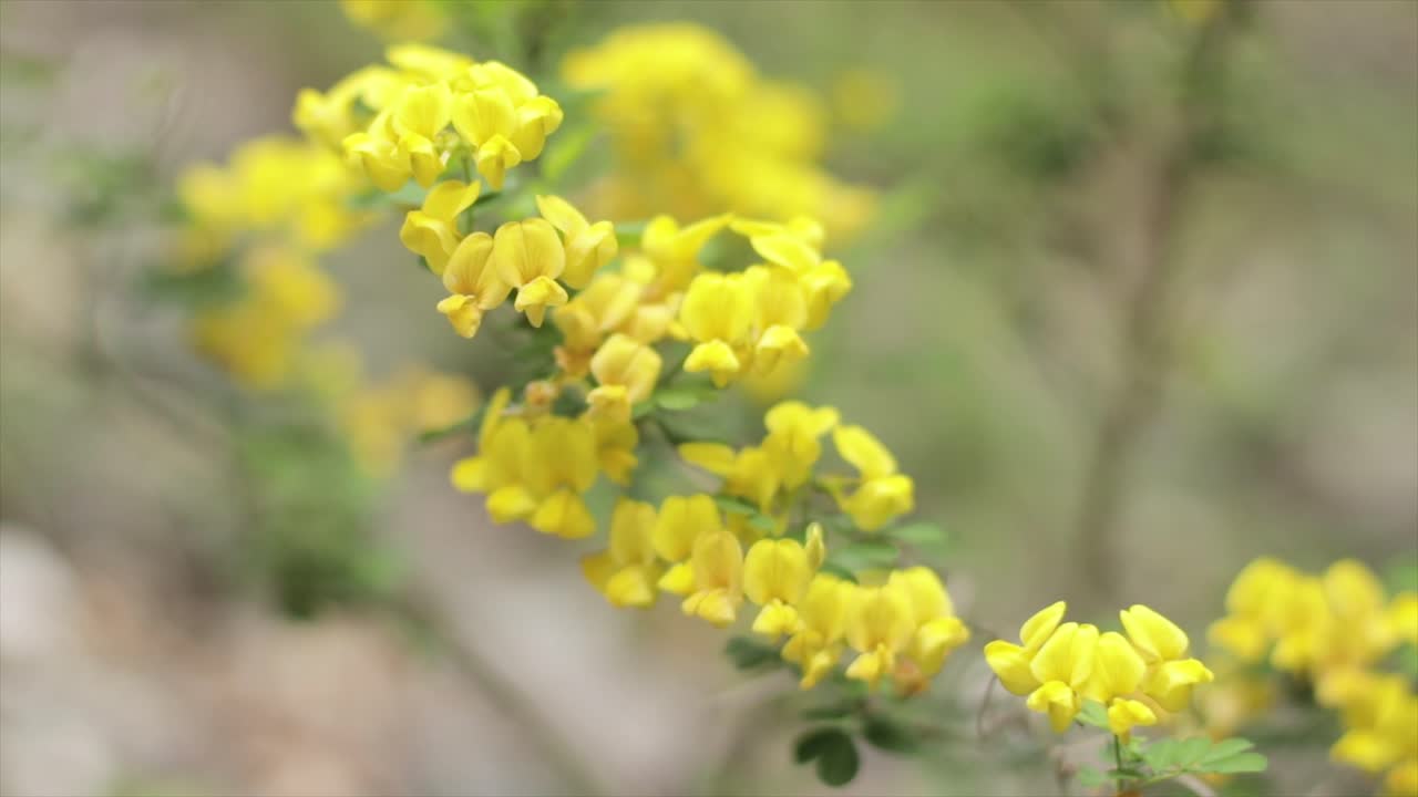 Yellow flowers in wilderness rack focus
