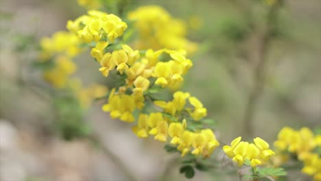 Gelbe-Blumen-Im-Wildnisregalfokus