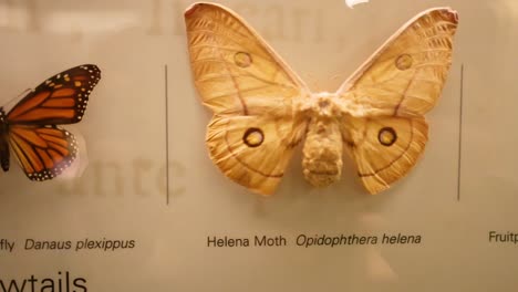 una exhibición detallada de mariposas y polillas en una exposición de melbourne, mostrando colores vibrantes y diversas especies bajo una iluminación cálida