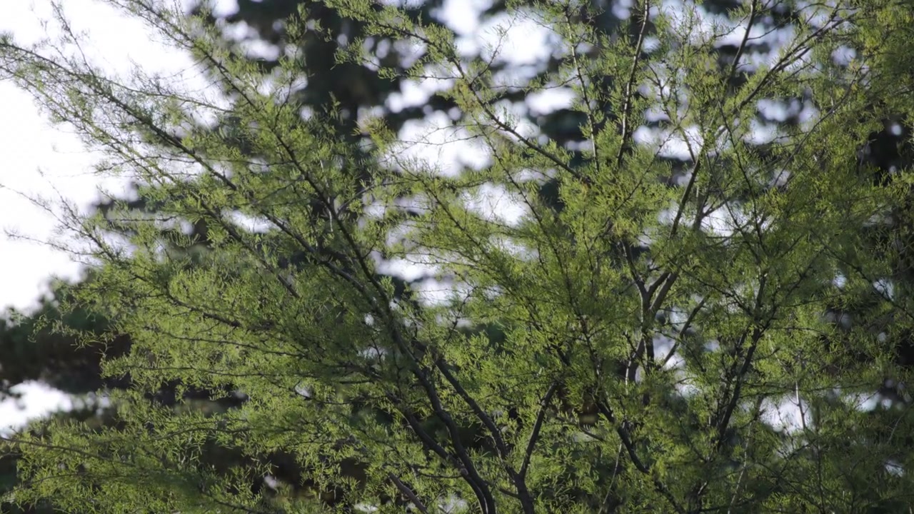 Japanese pine trees swaying in the wind