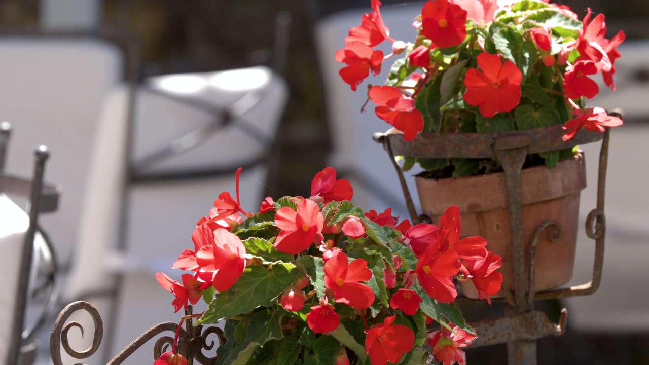 Vibrantes begonias rojas florecen en macetas de terracota sobre soportes de hierro forjado bajo la brillante luz solar mediterránea.