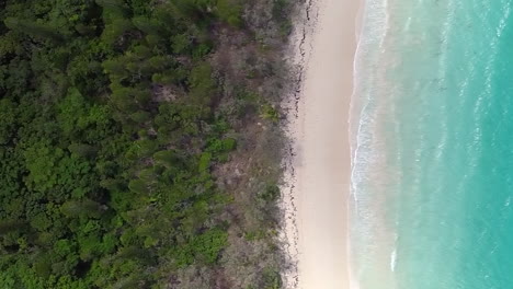 vertical format video of white sand beach, columnar pine tree forest, isle of pines