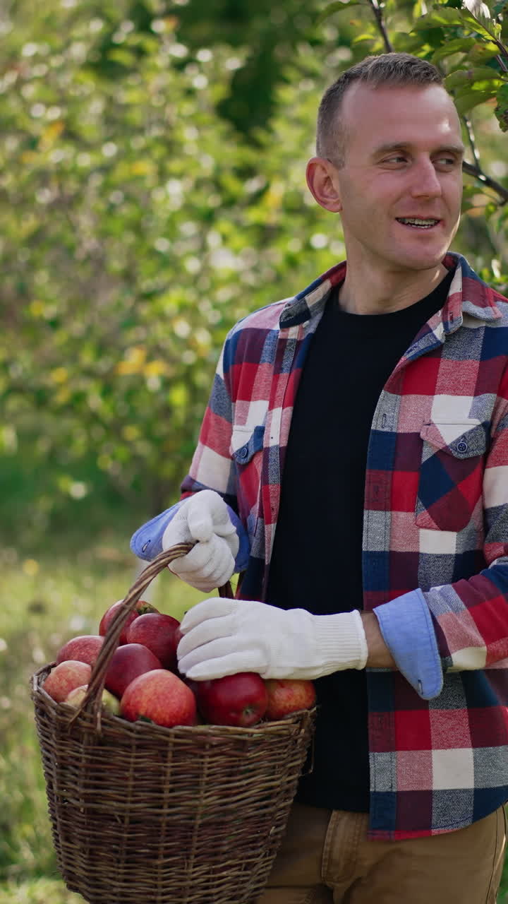 Gardener in checkered shirt with a basket of apples standing at the little tree. Man picks apples from tree enjoying the process and his crop. Apple orchard at backdrop. Vertical video