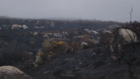 Panning-shot-of-forest-after-wildfire-showing-ash-and-burned-out-trees