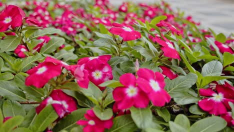 pink blooming flower decorates entrance to hotel, motion backward view