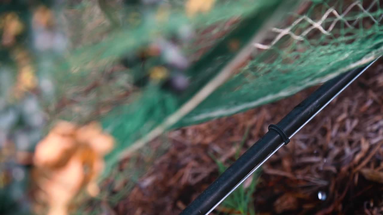 포도원에서 적포도주 포도를 재배하는 데 도움이 되는 포도나무 관개