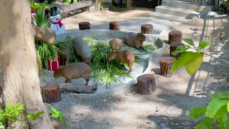 capybaras exploring their enclosure in thailand