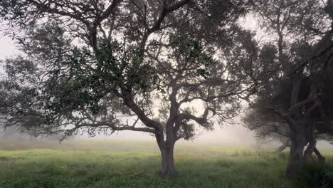 A-mist-covered-and-foggy-landscape,-with-trees-emerging-from-lush-green-fields