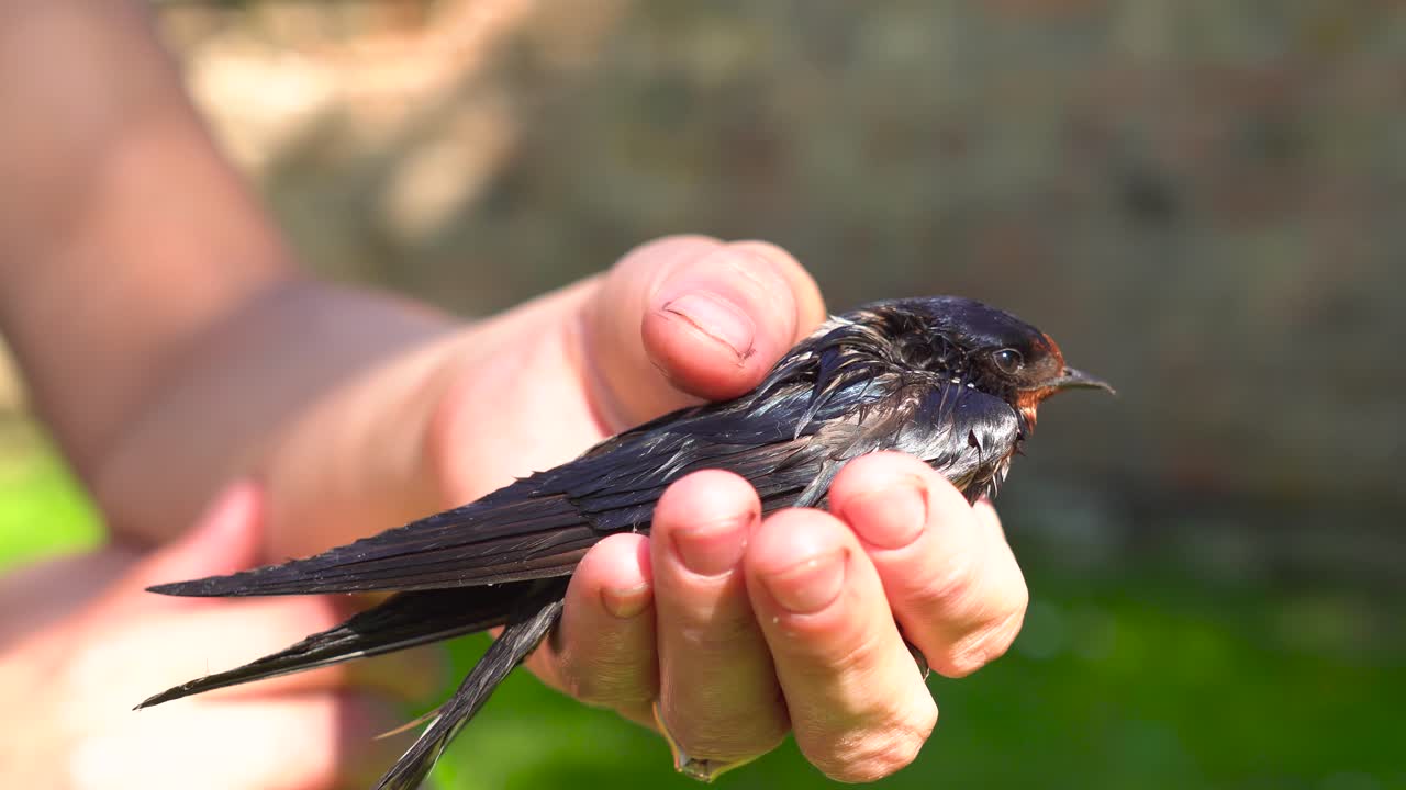 A hand gently holding a small bird