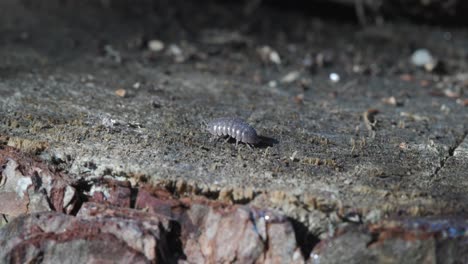 pill bug walking across log