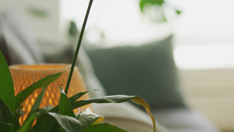 office waiting room with plant and light focus change to couch