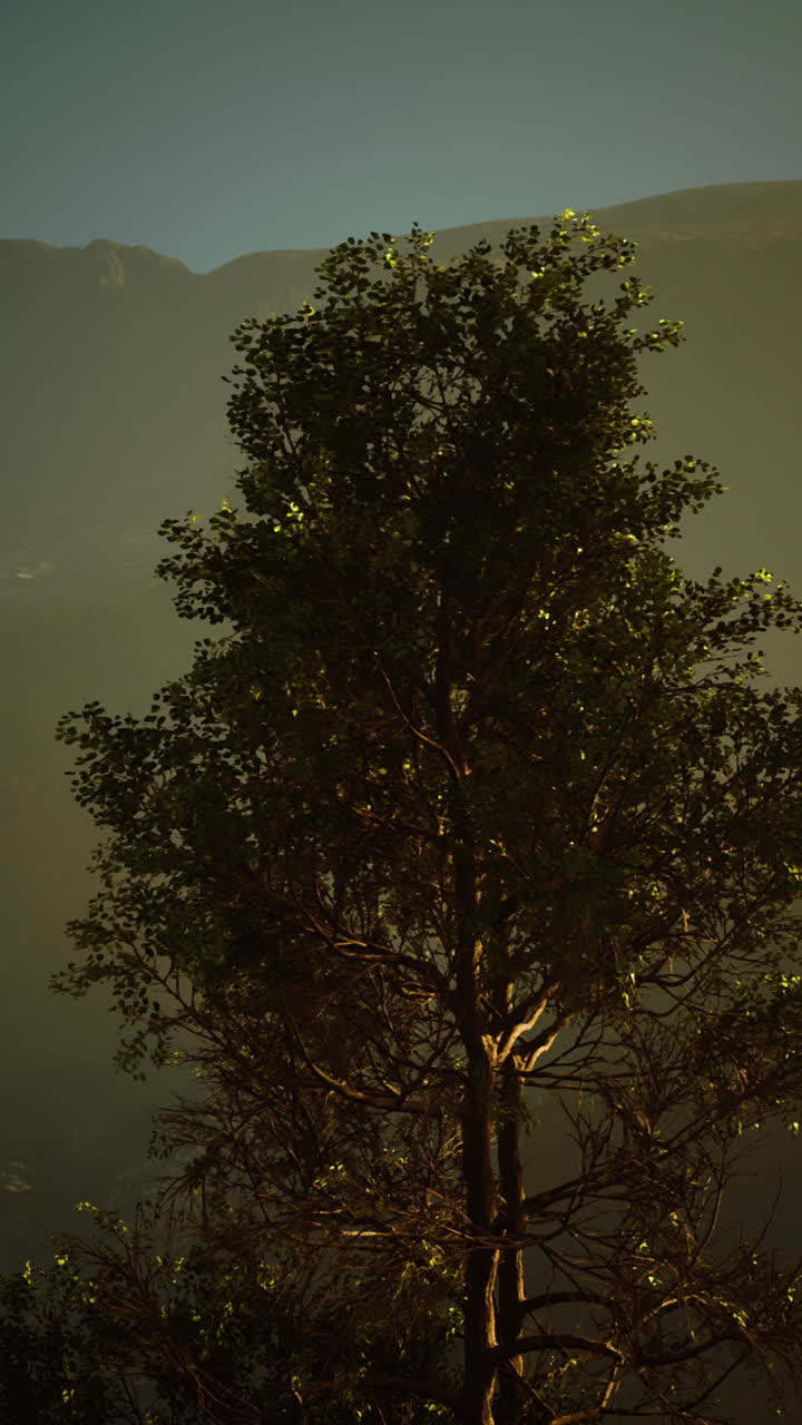 단 하나의 나무가 있는 안개가 가득한 산의 풍경